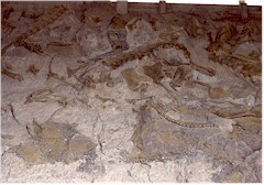 Versteinerte Dinosaurier-Knochen im Dinosaur National Monument in Colorado