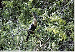 Kormoran im Everglades NP