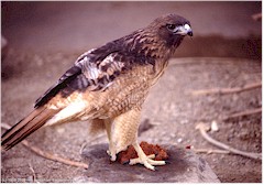 Falke im Arizona Sonora Desert Museum