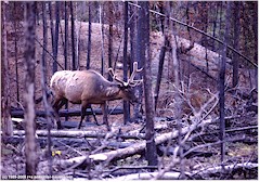 Wapitihirsch im Wald des Yellowstone NP