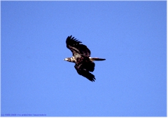Seeadler auf Vancouver Island