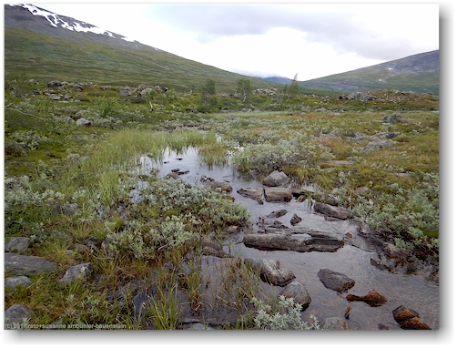 sumpfgebiet im tal des kaitumjakka