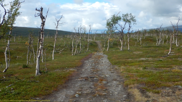 wanderweg durch lichten birkenwald