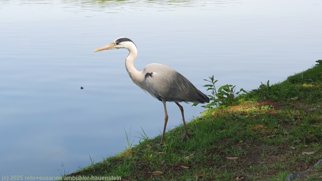 graureiher am ufer des kleinen sees im ohori park in fukuoka