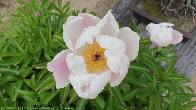 bluete im koko-en garten in himeji