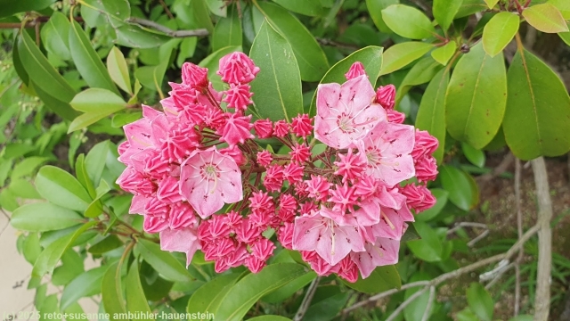bluete im koko-en garten in himeji