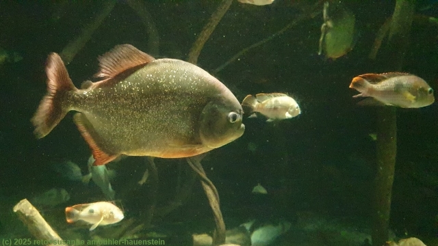 piranhas im kaiyukan aquarium in osaka