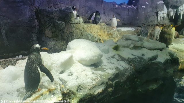 pinguine im kaiyukan aquarium in osaka