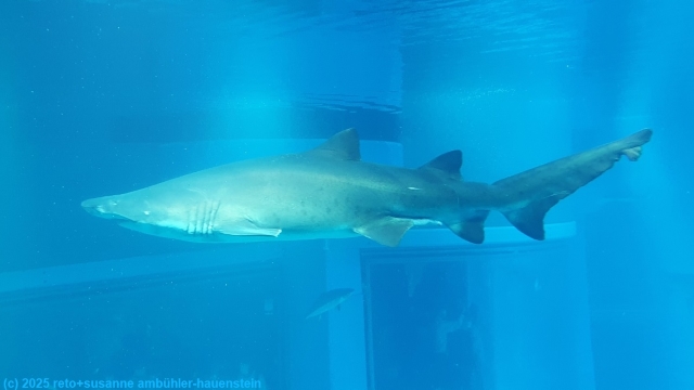 hai im kaiyukan aquarium in osaka