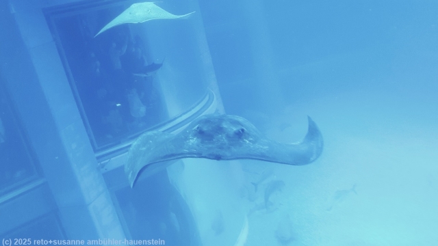 rochen im kaiyukan aquarium in osaka