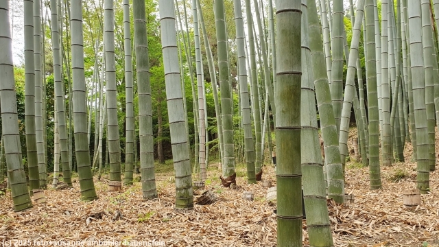 bambuswald beim kodai-ji in kyoto
