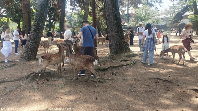 rehe im stadtpark mitten in nara