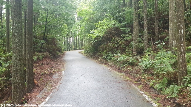 asphaltierte strasse im verlauf des kumano kodo
