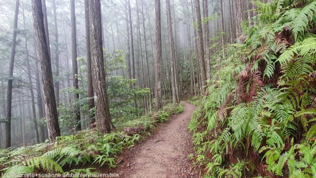 schoener waldweg im verlauf des kumano kodo