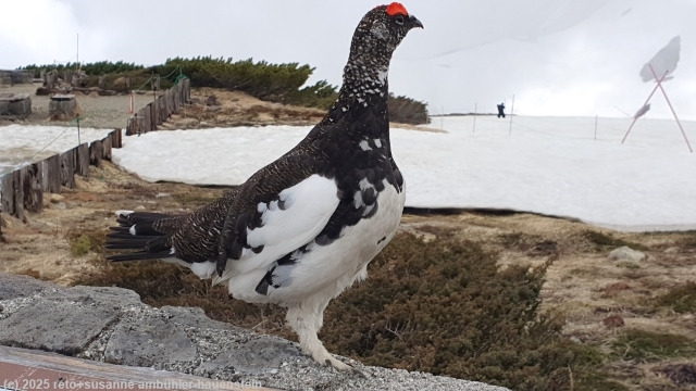 schneehuhn bei murodo entlang der alpine route