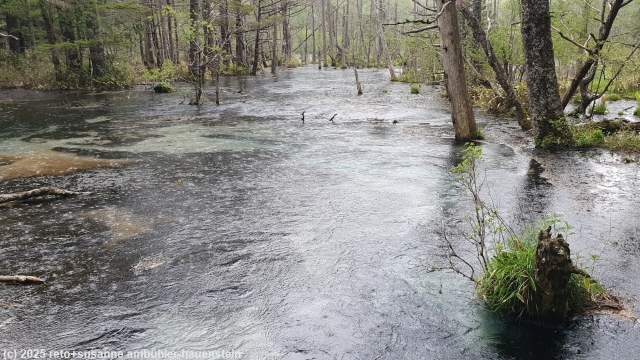 takezawa sumpf entlang des azusa river trail bei kamikochi