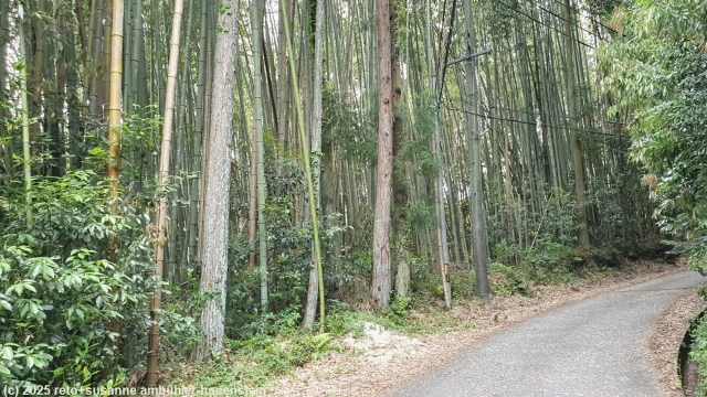 nakasendo durch schoenen mischwald mit bambus