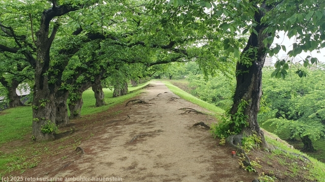 weg ueber den wall entlang des schlossgrabens im goryokuka park in hakodate