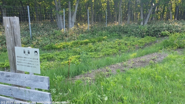 pflanzenzucht in der n�he des shiretoko nature center
