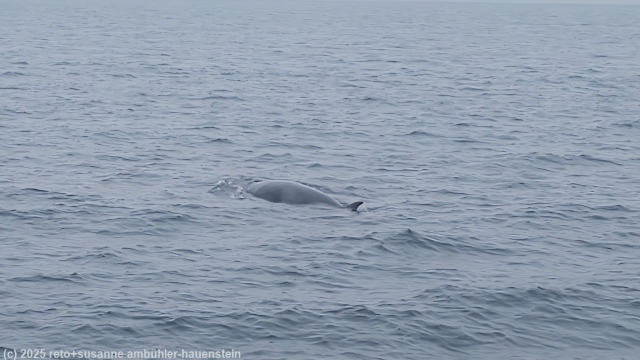 zwergwal in der nemuro strasse