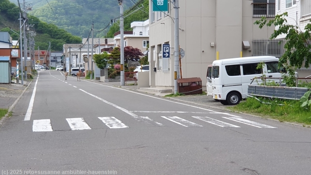 rehe auf der hauptstrasse in rausu