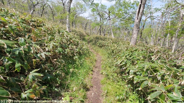 mokoto ginreiso trail im akan-mashu nationalpark