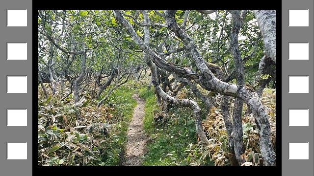 wanderung durch niedere b�ume im verlauf des mount mashu trail im akan-mashu nationalpark (film)