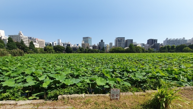 vollstaendig mit lotuspflanzen bedeckter shinobazu pond neben dem ueno park in tokyo