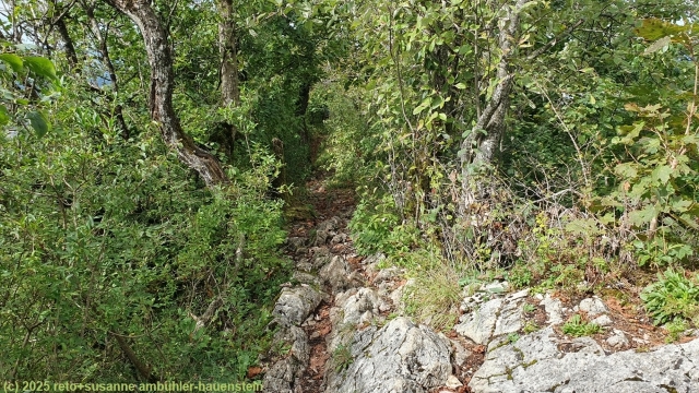 schmaler pfad ueber die laegern richtung grat