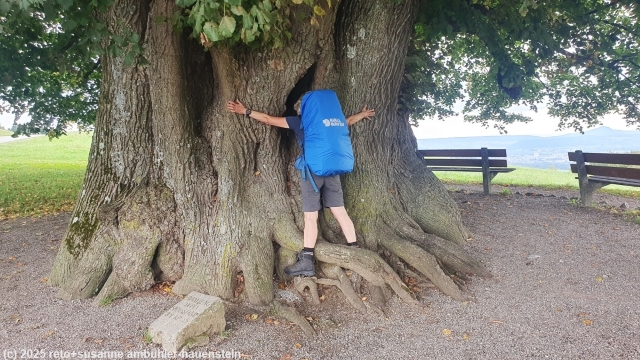 der stamm der linner linde soll 11 meter umfang haben