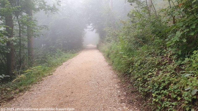 nebel ueber der waldstrasse richtung ifleterberg