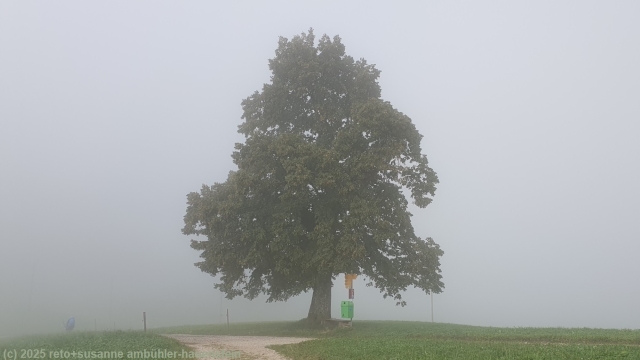 einsame linde im nebel auf der challhoechi