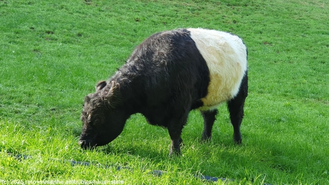 belted galloway - auch "beltie" genannt - bei gwidem