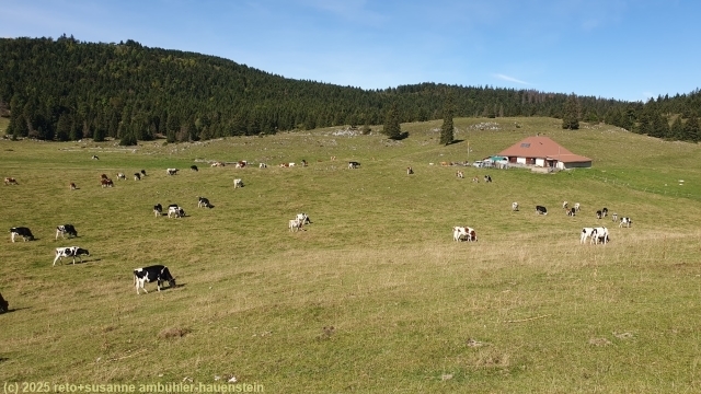alpweide bei pre de l'haut dessous